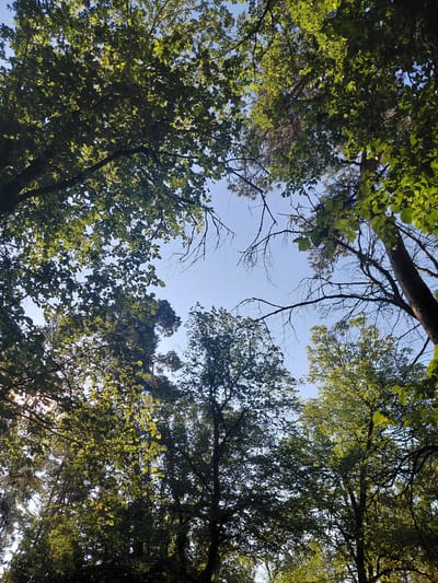 The image depicts a view looking up through the canopy of trees. The sky is a clear, light blue. Lush green leaves and dark branches dominate the frame, obscuring much of the sky. Sunlight filters through the leaves, creating a dappled lighting effect in some areas. Several tree trunks are visible, appearing to be of varying sizes and species. The scene suggests an outdoor environment, likely a park or a wooded area within the city of Shamraivka, Ukraine. No people or specific actions are depicted.