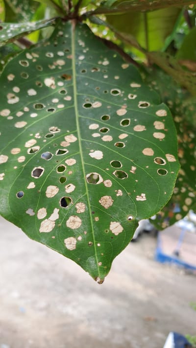 A close-up, outdoor, vertical, eye-level shot focuses on a large, green leaf that is heavily damaged. The leaf exhibits numerous irregular holes and pale, brown, dried-out patches where the leaf tissue has been consumed or damaged. The leaf is positioned in the foreground, with a blurred background that suggests an outdoor environment, possibly a garden or natural area in Payalipah, Indonesia. The background includes hints of foliage and a light-colored, possibly paved surface, with some indistinct structures or objects further in the distance. The lighting appears to be natural daylight, casting soft shadows and highlighting the texture of the leaf.
