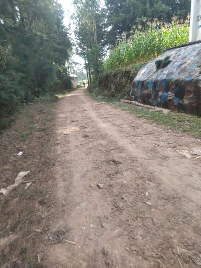 A dirt path winds between lush vegetation and a stone structure with colorful paint. Tall corn stalks grow behind the wall. Trees cast shadows on the path, leading towards a distant building. Debris is scattered along the path's edge. The view is slightly tilted, giving a sense of walking or moving through the scene.