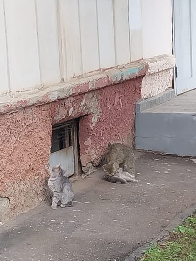 The image captures a scene outside an apartment building in Orenburg, Russia. In the foreground, two cats are present. A gray tabby cat is sitting on the pavement to the left, facing away from the camera. To the right, a larger tabby cat is grooming a smaller, lighter-colored cat that is lying down. The cats are situated on an asphalt surface with scattered white debris. Behind them, the building's foundation is visible, featuring textured reddish-pink plasterwork and a small, grated window. The upper part of the building exhibits white vertical siding, and a gray concrete step is visible to the far right. Green grass is present at the bottom right edge of the frame.