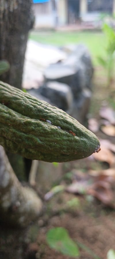 This is a close-up, shallow depth-of-field photograph of a green, elongated fruit, possibly a cacao pod, in Kemuning, Indonesia. The fruit has a textured, ribbed surface with small bumps. Several small, reddish-brown ants are visible on the surface of the fruit, with some appearing to be gathered near a cluster of white, cottony-looking substances, which could be scale insects or mealybugs. In the foreground, to the left, a rough, dark brown tree trunk or branch is partially visible, out of focus. The background is blurred and consists of muted greens and browns, suggesting an outdoor, natural setting. Hints of other foliage, some dry leaves on the ground, and what appears to be a light-colored stone or concrete structure are discernible. The lighting suggests it is daytime, likely with some diffused sunlight as there are no harsh shadows. The overall impression is one of a natural scene, focusing on the interaction between insects and the plant. There is no visible text.