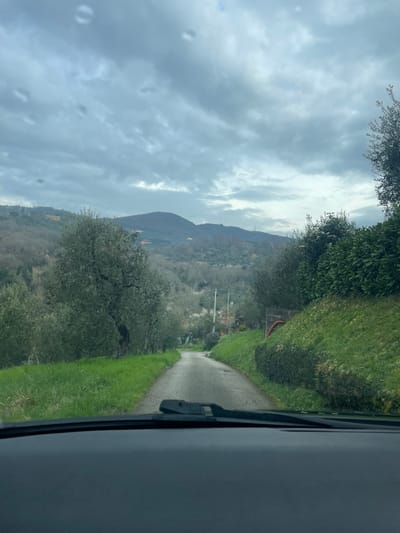 The image displays a forward-facing view from inside a vehicle, with the dashboard and the base of a windshield wiper visible at the bottom. The scene depicts a narrow, dark grey asphalt road, appearing damp, that curves gently to the left as it extends into a hilly, rural landscape within Monsummano Terme, Italy.

On either side of the road, bright green grass lines the asphalt. To the immediate left, a dense grove of olive trees with silvery-green foliage stands alongside the road, extending up a gentle slope. Further up the hillside, the vegetation transitions to a mix of bare deciduous trees and some evergreen clusters. To the right, a neatly trimmed green hedge runs parallel to the road, bordering a steeper grassy embankment. Further down the road on the right, an orange hose is visible near a low wooden fence or structure, surrounded by shrubs.

The background is dominated by rolling hills and small mountains, heavily wooded with a combination of evergreen and leafless deciduous trees. Several distant residential structures with light-colored roofs are scattered across these hillsides. A tall, slender utility pole or tower is discernible on a distant ridge. The sky above is overcast with thick, uniform grey clouds, indicating diffused daylight. No individuals are visible in the scene.