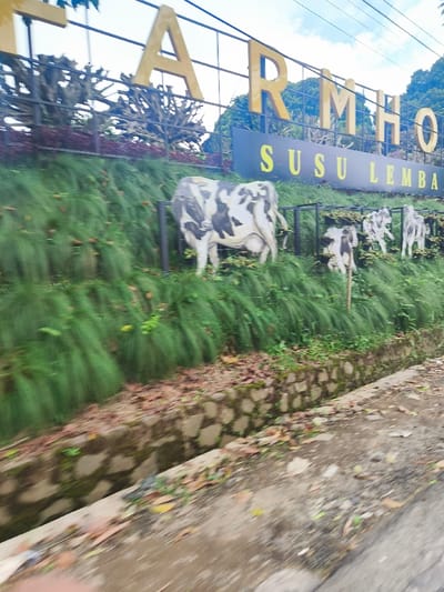The image shows a sign for "Farmhouse Susu Lembang" in Lembang, Indonesia (latitude: -6.832, longitude: 107.605). The sign is made of large, yellow letters mounted on a black metal frame. The sign is positioned in front of a grassy hill with a stone retaining wall. The hill is covered in dense, green foliage. A black metal fence is visible behind the sign. Four black and white cows, depicted in a two-dimensional, cut-out style, are positioned on the hill, facing the viewer. The cow on the left is larger than the other three cows. The cows are positioned on a layer of grass on the hill, with the hillside behind them continuing upward. The hillside is covered in lush, green foliage. The background of the image is blurred and shows trees, a cloudy sky, and power lines.