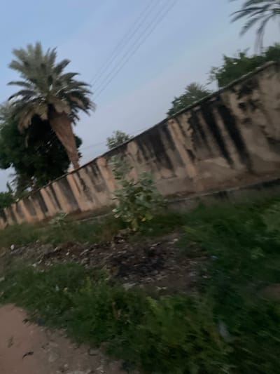 The image depicts an outdoor scene in Wauro Jabbe, Nigeria, under a hazy, overcast sky. A tall palm tree dominates the left side of the frame, its fronds appearing dry and partially brown. Behind it, a thick canopy of dark green trees is visible. A weathered, light-colored concrete wall stretches diagonally across the middle ground, showing signs of decay with dark vertical streaks staining its surface. In front of the wall, a small, leafy green shrub grows. The foreground is a rough, uneven ground covered with sparse green grass and patches of dark soil, with some debris scattered about. To the far right, a portion of another palm tree's fronds is visible against the sky. The overall impression is one of an unkempt, perhaps slightly neglected, urban fringe area.