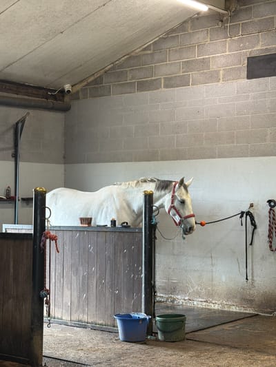 The image shows a white horse in a stable. The horse is wearing a red halter and is tethered by a rope. The stable has wooden walls and a concrete floor. There are various objects visible in the stable, including buckets, ropes, and a camera. The lighting suggests it is daytime. The overall scene depicts a typical stable environment.