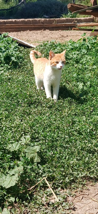 A domestic cat with orange and white fur is sitting in a patch of green grass. The cat is looking up and to the left, with its ears perked. Sunlight is casting shadows on the grass, suggesting it is daytime. The background shows a wooden fence and some dry soil, indicating an outdoor setting. The cat appears alert and curious. The image is taken from a high angle, looking down at the cat. There is no visible text in the image.