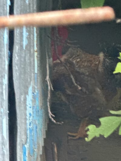 The image depicts a close-up view of a bird, likely a chicken or pheasant, partially obscured by foliage. The bird is brown and appears to be nestled in dirt or undergrowth. A weathered wooden fence with peeling blue paint is visible on the left side of the frame. A rusty metal pipe runs horizontally across the upper portion of the image, blurring the background. The scene appears to be outdoors, possibly in a rural or backyard setting within Heniivka, Ukraine. No humans are present in the image.