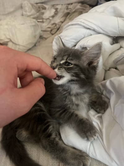 A close-up shot shows a grey kitten playing with a human finger. The kitten is lying on its back, nestled in a pile of soft, white bedding. Its fur is fluffy and striped with darker grey markings. The kitten's mouth is open, and its tiny teeth are nipping playfully at the finger, which is positioned near its face. The kitten's eyes are open and alert, and its ears are perked forward, indicating engagement in the interaction. The background is blurred, but the texture of the bedding suggests a comfortable, indoor setting. The lighting is soft, creating a warm and intimate atmosphere. The overall mood is playful and affectionate, capturing a moment of bonding between a human and a pet. No text is visible in the image. The location context is Pushkino, Russia.