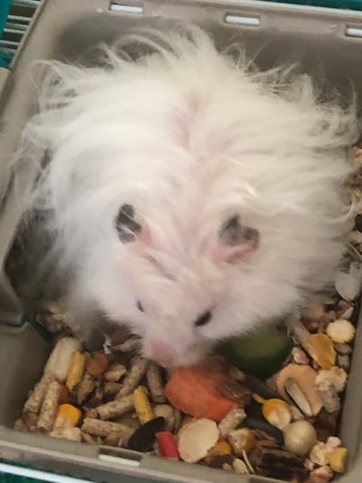 A fluffy white hamster with black markings on its ears is resting in a cage filled with food pellets and other hamster treats. The hamster's face is visible, with small black eyes and a pink nose. The cage appears to be made of grey plastic. The image is taken from a slightly elevated angle. The location in Solikamsk, Russia is not determinable from the image.