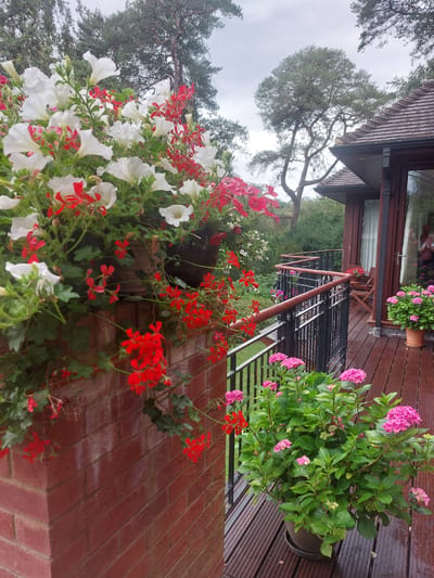 The image depicts a wooden balcony in Waverley, United Kingdom, adorned with a variety of potted plants. On the left, a brick wall features a hanging basket overflowing with white petunias and red geraniums. To the right, a railing encloses the balcony, with a wooden chair and table visible in the background near a building with a dark-tiled roof and large windows. Two large pots of vibrant pink hydrangeas are placed on the wooden decking, with more red geraniums visible on the railing. The background reveals lush green trees and a slightly overcast sky.
