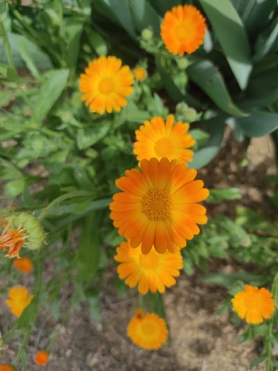 The image displays a close-up, high-angle view of several orange calendula flowers and green foliage. The flowers vary in size and bloom stage, with some fully open and others partially closed or in bud. The background consists of blurred green leaves and brown, sandy soil. The scene is outdoors, suggesting a garden or natural setting. The specific location in the city of Qairat, Kazakhstan, is not discernible from the visual information alone. There are no people or discernible actions depicted in the image.