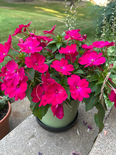 This is a close-up, eye-level, outdoor shot of a potted plant filled with vibrant magenta impatiens flowers. The plant is in a light green pot with a black saucer and sits on a concrete surface, possibly a ledge or patio. To the left, another terracotta pot is partially visible. The background shows a lush green lawn with dappled sunlight, suggesting a daytime setting. In the upper right, some thin, feathery grass-like plants are growing. The overall impression is one of a well-maintained garden or outdoor space. The location is identified as Blaine, United States of America. There are no people or animals present in the image.