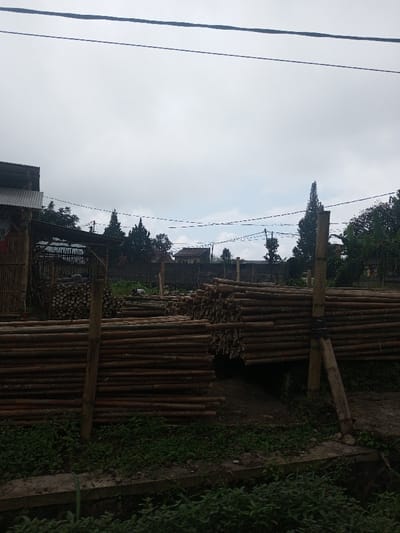 This image depicts an outdoor storage area for bamboo poles in Thotagamuwa, Sri Lanka, under an overcast sky. The foreground features a concrete culvert or low wall covered in dark green vegetation. Dominating the mid-ground are numerous large stacks of cut bamboo poles, varying in length and diameter, arranged in parallel bundles on the dirt ground. Several vertical bamboo or wooden posts are strategically placed, some appearing to support or define the stacking areas; one on the right has black bands wrapped around it. To the far left, a simple structure with a corrugated metal roof and bamboo walls is visible, displaying a partial red and white sign. In the background, a dark, low wall or fence separates the storage area from further vegetation and scattered residential buildings, including one with a reddish-brown roof. Tall, conical evergreen trees are interspersed throughout the background. Overhead, multiple utility lines traverse the frame horizontally. No people are visible.