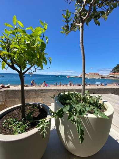 In Petrovac centar, Montenegro, this image captures a sun-drenched scene at the beach. In the foreground, two large, light-colored planters hold small trees. The planter on the left contains a tree with vibrant green leaves and a dark trunk, while the planter on the right holds a tree with a lighter trunk and sparser foliage, along with lush green ground cover.
Beyond the planters, a stone wall separates the paved area from the beach. The beach itself is populated with numerous people enjoying the day. Some individuals are seated on chairs, while others recline on towels. A few are standing, and one group appears to be playing in the shallow water. Numerous colorful beach umbrellas dot the sand.
The Adriatic Sea, a brilliant turquoise, stretches out to the horizon. Several boats, including sailboats and smaller vessels, are visible on the water. In the distance, a peninsula juts out into the sea, adorned with stone buildings topped with red tile roofs, indicative of a historic coastal town. The sky is a clear, vibrant blue with a few wispy clouds. The overall atmosphere is one of a peaceful and lively summer day by the sea.