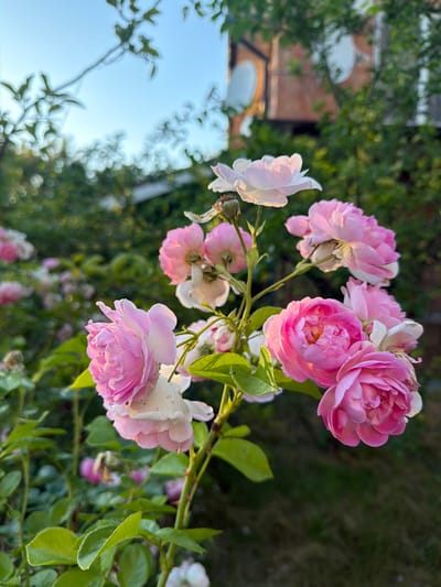 In Obukhivka, Ukraine, a close-up shot focuses on a cluster of delicate pink and white roses in bloom. The roses are the primary subjects, with their layered petals catching the soft light of what appears to be late afternoon or early evening. The background is a blend of lush green foliage and hints of a brick structure, suggesting a garden setting. The sky, visible in the upper left portion of the frame, is a clear, pale blue, indicating fair weather. The image evokes a sense of tranquility and natural beauty. No people, text, or specific events are depicted.