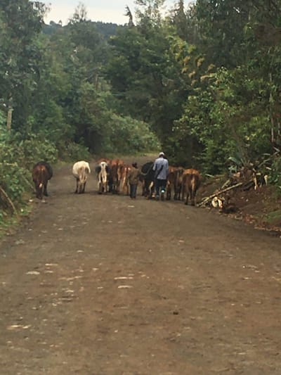 A dirt road winds through a lush, green landscape. A person wearing a white hat and dark clothing walks along the road, herding a group of cattle. The cattle vary in color, with some appearing brown and others white. Dense foliage lines the left side of the road. The right side of the road exhibits a textured, earthen surface.