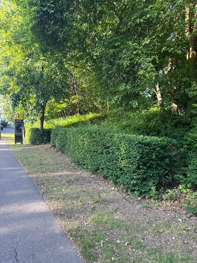 A horizontal, eye-level, outdoor shot depicts a section of a paved path in Crawley, United Kingdom, flanked by dense vegetation. The path, predominantly grey, extends from the bottom right corner towards the upper center. To the left of the path, a thick green hedge or bush is visible, which then gives way to taller trees. The trees, lush and green, have foliage that covers much of the upper left portion of the image. To the right of the path, there's a strip of mixed grass and foliage leading to a dense cluster of vegetation. A black sign with yellow and white details stands on the left side of the path near the bottom. There are also cars in the distance. The scene is bathed in natural sunlight, highlighting the textures of the greenery and the path surface.