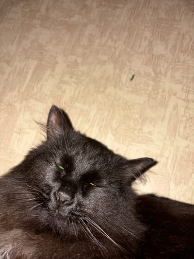 A black cat is lying down on a textured, light-colored surface that resembles a floor or wall. The cat's head is visible, facing towards the right of the frame. Its fur is dark and appears to be long and fluffy. The cat has green eyes, and a few strands of what looks like green grass are visible on its face, around its eyes and nose. The background is out of focus and shows a repeating pattern of light brown and beige strokes, suggesting a decorative surface. There are two small green specks on the background, to the left of the cat. The lighting suggests it might be indoors, with artificial light casting shadows. The image appears to be a close-up shot, focusing primarily on the cat's head and a portion of its body and the immediate surroundings. No text is visible in the image. The context provided places the location in Pushkino, Russia, though no specific landmarks or cues within the image confirm this.