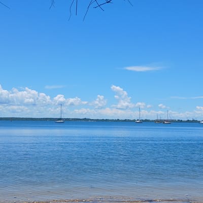 The image displays a coastal expanse in Tanga, Tanzania, under a clear blue sky sparsely dotted with white cumulus clouds, concentrated above the distant horizon. Fine, dark, out-of-focus tree branches are visible along the upper edge of the frame. The foreground consists of shallow, clear blue water with a visible sandy and pebbled bottom, transitioning into deeper, calm blue water with subtle ripples extending towards the horizon. A distant green landmass, heavily treed, stretches across the mid-ground, with faint urban or industrial structures and a tall pylon visible on the far right shoreline. Several sailboats are anchored or moored across the water, featuring white hulls and upright masts with sails furled. A distinct red navigational buoy is present on the water surface towards the far left. No individuals or active human interactions are discernible within the scene.
