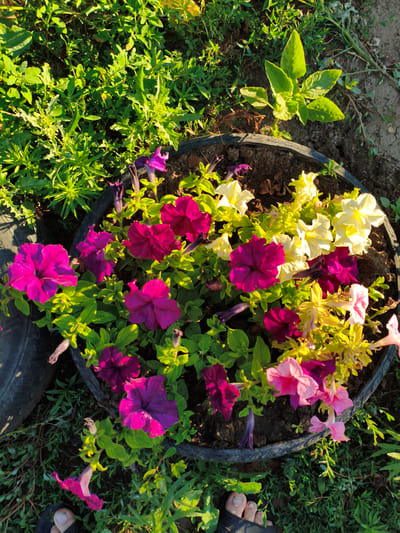 In a rural setting resembling the Aksuat village district of Kazakhstan, a circular planter, likely made from a repurposed tire, holds a vibrant assortment of petunia flowers. The petunias display a range of colors, including deep fuchsia, magenta, light pink, and pale yellow. The planter is nestled amongst lush green foliage and sparse, dry soil, indicating an outdoor environment. The sunlight, casting long shadows, suggests it is either early morning or late afternoon. A human foot, partially visible at the bottom of the frame, is wearing a dark sandal, with toes exposed. The overall scene captures a close-up view of the flowers and their immediate surroundings, highlighting the natural beauty of the cultivated plants against a backdrop of wilder vegetation.