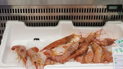 The image shows a close-up, eye-level view of a white styrofoam container filled with a collection of raw, pinkish-orange shrimp on a bed of crushed ice. The shrimp are of various sizes, with some larger specimens prominently displayed in the foreground and center, while smaller ones are visible towards the left and background. The shrimp exhibit long, thin antennae and segmented bodies. A small, black, jagged piece of material is partially visible on the ice to the left of the shrimp. Behind the container, a metallic grate with vertical slits is present, suggesting a refrigerated display case. A small digital display unit is mounted on the upper right of the grate. A white label with green and blue text, including the word "DENOMINAZIONE" and the number "6" within a green circle, is partially visible on the right side of the container. Another similar label, partially obscured, is below the first. The overall scene depicts a seafood display, likely in a market or fishmonger's shop. The location is identified as Latina, Italy.