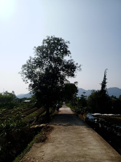 The image depicts a concrete road leading away from the viewer, framed by vegetation on both sides. A large tree stands prominently on the left, casting a shadow across the road. Farmland with rows of crops is visible to the left of the road. On the right, the vegetation is denser, with a distinct tall, thin tree. In the distance, mountains are visible under a clear sky. A motorcycle is parked on the side of the road, near the base of the large tree. The location is the city of Ban Katan, Laos.