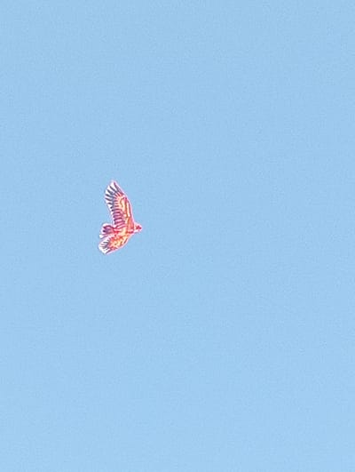 Against a clear, light blue sky, a bird soars. The bird is depicted with a mix of orange, red, and white hues, seemingly caught in a bright, sunlit moment. Its wings are spread, indicating flight, and the image suggests the bird is moving towards the upper left. The scene exudes a sense of freedom and tranquility.