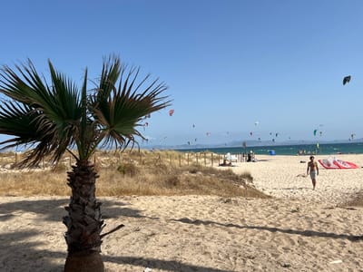 The image depicts a bright, sunny day on a sandy beach, likely in Tarifa, Spain, a renowned location for kitesurfing. A prominent palm tree stands in the foreground on the left, its fronds casting a shadow on the sand. The beach is populated with numerous kitesurfers, their colorful kites dotting the clear blue sky and the expanse of the sea in the background. Several kites are visible at various altitudes, indicating active kitesurfing conditions.
On the beach itself, there are a few people, including a man walking towards the viewer on the right side of the frame. Red and white kitesurfing boards are lying on the sand near him. Further in the background, there are beach umbrellas, more people, and beachgoers enjoying the seaside. The environment is characterized by dry, yellowish vegetation on sand dunes behind the immediate beach area, separated by low fencing. The sea is a calm blue, stretching towards the horizon where hills or mountains are faintly visible. The overall atmosphere is one of leisure and watersports activity on a warm, clear day.
