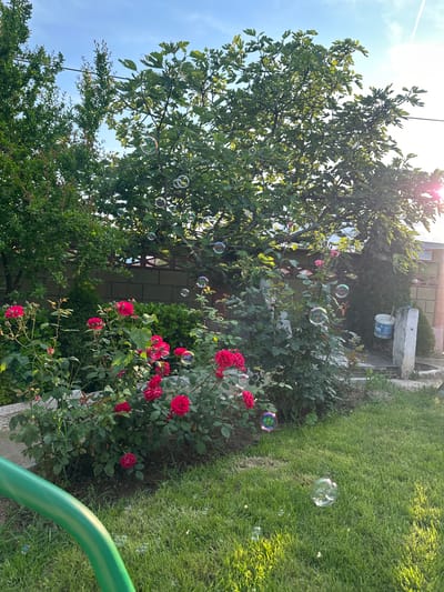 This image depicts a residential garden located in the city of Byala, Bulgaria, during late afternoon or early evening, evidenced by the warm, low-angle sunlight creating a lens flare in the upper right and casting elongated shadows. The scene is dominated by lush green vegetation.

In the mid-ground, multiple rose bushes with vibrant red blooms are prominently featured, stretching across the width of the image. Behind these roses, a low stone border is visible, followed by a hedge of green bushes. Further back, a fence constructed from concrete blocks or bricks, some with patterned cutouts, delineates the property line.

Several trees are present, including a dense green tree with smaller leaves on the left, and a large fig tree with distinctive lobed leaves occupying the central and right upper sections of the frame. The sky above is light blue with sparse clouds and a faint contrail.

Numerous iridescent soap bubbles are floating throughout the garden, suspended in the air against the sky, among the tree foliage, and above the grass. The foreground consists of a well-maintained lawn of green grass, with a blurred, curved green object, possibly a garden hose or piece of equipment, partially visible in the bottom left.

On the far right, a light-colored concrete post stands next to a small, conical evergreen shrub. A blue and white bucket is hanging on the concrete post. No individuals are present in the scene.