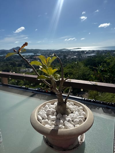 A potted desert rose plant with pale green leaves sits on a glass table on a balcony. The plant is in a light beige ceramic pot filled with white pebbles. The background shows a lush green hillside with buildings and a body of water, suggesting a coastal city or town. The sky is bright blue with scattered white clouds, and the sun is casting a strong glare from the upper right corner. A dark wooden railing with decorative string lights runs across the middle ground of the image. The overall setting appears to be a scenic overlook in Baan Chaweng, Thailand.