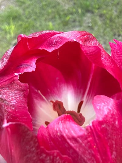A close-up photograph shows the interior of a red tulip flower. The petals are fringed and ruffled along the edges. The center of the flower is white with a dark red stamen. The background is blurred green, likely grass or foliage. The location is not discernible from the image.