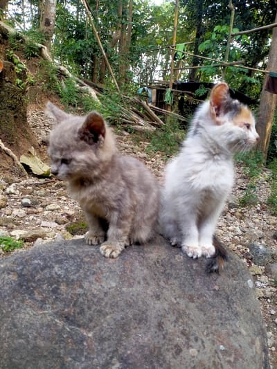 Two cats are sitting on a large rock. The cat on the left is gray and white, and the cat on the right is white with black and orange patches. The cats are sitting close together, and their tails are touching. They are both looking to the right. The rock is gray and has a rough surface. The location is a forested area near a bamboo structure, likely a shed, with clothes hung up to dry. The area is in Kecamatan Sambirejo, Indonesia, at coordinates -7.512, 111.103. The surrounding area is overgrown with greenery and a small, rocky creek with some debris.