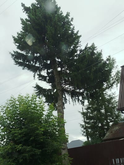 The image depicts an outdoor scene with several trees, utility lines, and a fence. The dominant feature is a tall, mature evergreen tree with a thick trunk and dark green needles, positioned prominently in the center of the frame. To the left of the evergreen, a smaller deciduous tree with vibrant green leaves is visible. In the background, several more evergreen trees are present, and utility lines crisscross the sky. A dark brown wooden fence runs along the bottom of the image, partially obscuring a glimpse of a building with a dark roof. The sky is overcast and a light gray, suggesting a cloudy or possibly rainy day. The image quality is slightly degraded with visible smudges that appear to be water droplets or imperfections on a lens or window. The overall setting appears to be a residential or semi-rural area. There are no people or animals visible in the frame. The location is identified as Zavodoukovsk, Russia.