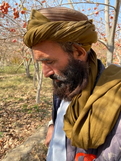 In Bazar-e Panjva'i, Afghanistan, a medium close-up portrait captures a male individual in profile, facing left with his gaze directed downwards. He has a dark, full beard with visible grey hairs and a mustache. He wears a structured brown cap wrapped with an olive-green fabric turban. An olive-green scarf is draped over his shoulders and around his neck. He is dressed in a light-colored collared garment beneath a dark, possibly quilted, outer jacket or vest. A silver-colored ear cuff or ornament is visible on his left ear. The background features an orchard or cultivated area under a clear blue sky, with rows of deciduous trees displaying bare branches. Some trees are still laden with reddish-orange, spherical fruit. The ground is extensively covered with dry, brown fallen leaves, and a low, irregular earthen or concrete barrier runs horizontally across the mid-ground.