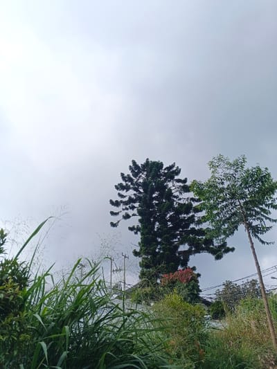 The image depicts an outdoor scene in Koipa, Papua New Guinea, under an overcast sky. The upper half of the frame is dominated by a uniform light grey sky. In the midground, a tall, dark green conifer-like tree with distinct tiered branches is prominent, positioned slightly left of center. To its right stands a thinner tree with lighter green, leafy foliage and a visible light brown trunk. Below the conifer, partially obscured, is a bush or smaller tree with reddish-pink leaves. The foreground is filled with dense green vegetation, including tall grasses with thin stalks and some smaller bushes. In the midground, between the foreground foliage and the taller trees, several dark utility poles with crossarms and multiple overhead wires are visible, running horizontally across the frame. No people or animals are present.