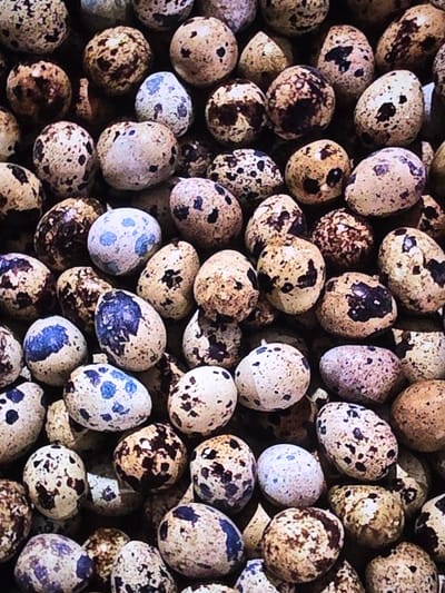 The image displays a close-up, overhead view of a collection of quail eggs. The eggs exhibit a variety of speckling patterns, with dominant colors of tan, brown, and white, and some featuring distinct dark brown or black spots. A few eggs have a bluish-white hue with dark blue speckles. The eggs are densely packed, suggesting they are either in a nest or a container, and they are arranged in a somewhat disordered manner. The lighting highlights the textured surfaces of the eggshells. The image does not contain any discernible elements related to the city of Voluntari, Romania, nor does it depict any people, actions, or interactions.