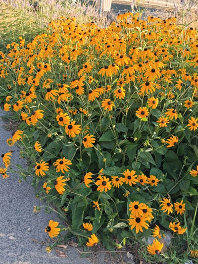 This is a vertical, eye-level, medium shot of a dense patch of black-eyed Susans, known as Rudbeckia hirta. The flowers are predominantly a vibrant yellow with dark brown centers, and they are in full bloom. The plants are lush and healthy, with abundant green foliage and numerous blossoms of varying sizes, some fully open and others in bud. The flowers are densely packed, creating a wall of color.
The scene is outdoors, with a paved surface, likely a sidewalk or road, visible in the lower right portion of the image. The texture of the asphalt is rough and gray. To the left of the flowers, the blurred background suggests a building or structure and some thin, tall, purplish-white plants, possibly ornamental grasses or lavender. These elements create a slight depth of field, with the flowers being the clear subject.
The lighting suggests it is daytime, likely late morning or afternoon, with the sun casting soft shadows, indicating it's not direct harsh sunlight. The overall mood is cheerful and natural, evoking a sense of summer or early autumn abundance in a garden or roadside setting. There are no people or animals visible in the frame. There is no visible text in the image. The context provided indicates the location is Budapest, Hungary.