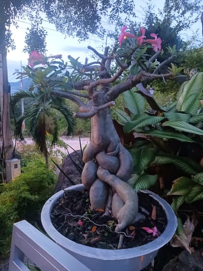 The image features a desert rose bonsai tree with twisted, bulbous roots in a grey pot. The tree has several branches with green leaves and delicate pink flowers. Behind the bonsai, a lush green environment is visible, including a palm tree, large-leafed plants, and other greenery. In the background, there's a glimpse of a road, a power pole with wires, and a distant mountainous landscape under a twilight sky. The overall scene is set outdoors, likely in a tropical or subtropical climate, given the vegetation. The lighting suggests it is dusk or dawn. No people or text are visible in the image. The setting appears to be a garden or outdoor space in Ban Tai Subdistrict, Thailand.