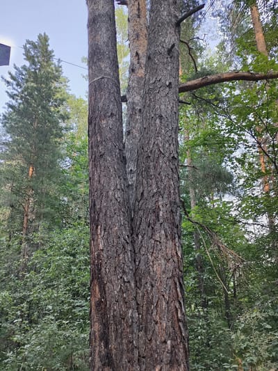 The image depicts a close-up view of the trunk of a large, mature pine tree with deeply furrowed bark. The trunk appears to be bifurcated, with two distinct stems emerging from a common base. A light-colored rope is tied around the base of the right stem, at approximately chest height. The tree is situated in a forest environment, with dense green foliage visible in the background. Sunlight filters through the trees, creating dappled light and shadow. In the upper left of the frame, a thin wire extends horizontally, attached to a dark, rectangular object that is partially visible against a pale blue sky. The overall scene suggests a natural, wooded area, potentially a park or forest on the outskirts of a city, given the mention of Barnaul, Russia. No people are visible in the image.