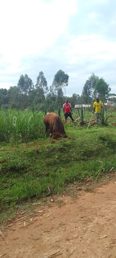 The image shows a brown cow standing in a field of green grass and tall plants. Two men are walking in the background, one in a red shirt and one in a yellow shirt. The cow is facing away from the camera. The location is Lubao, Kenya, at coordinates 0.382 latitude and 34.831 longitude. There is a dirt road in the foreground. The environment appears to be rural and agricultural.