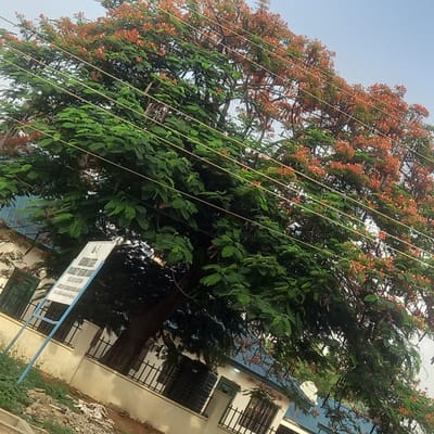 The image depicts a large tree with green leaves and red-orange flowers situated near a building in Dadi Riba, Nigeria. Power lines run across the tree's branches. A sign stands in front of the building. There are windows with dark bars on the building. Debris or loose material are visible in the lower right corner of the image. The sky is light blue.