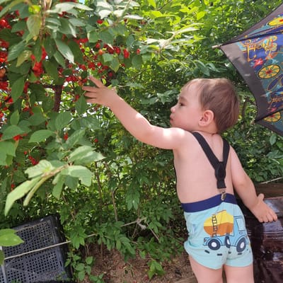 In Dunnae-myeon, South Korea, a young child, likely a toddler, is reaching towards a cherry tree laden with ripe, red cherries. The child is wearing light blue shorts with a truck pattern and black suspenders. The background consists of dense green foliage, with part of a dark umbrella visible on the right. In the foreground, a black plastic crate and a portion of a dark, textured object, possibly a large pot or barrel, are present. The ground is covered with small stones and a few fallen cherries. The scene appears to be outdoors, in a garden or orchard setting.