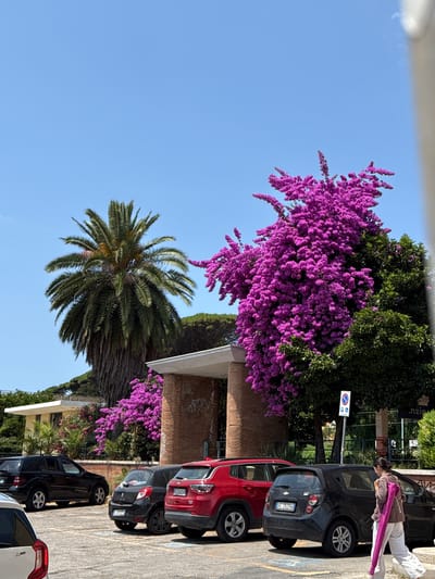 In Anzio, Italy, a bright, sunny day is depicted in this outdoor scene, characterized by a clear blue sky. The foreground features a parking lot with several cars, including a black SUV, a red Jeep, and a smaller black hatchback. A woman, dressed in light-colored pants and a brown jacket, walks away from the viewer on the right side of the frame, carrying a rolled-up pink mat over her shoulder.
Behind the parked cars, a building with a brick facade and a white roof is visible. To the left of the building, a tall palm tree stands prominently. Adjacent to the building and extending upwards is a large tree covered in vibrant purple flowers, possibly bougainvillea, which forms a striking visual contrast against the blue sky and green foliage. The environment appears to be a public space, potentially near a park or a building with some architectural significance. The overall impression is one of a pleasant, summery day in a Mediterranean setting.