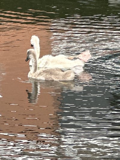 The media file depicts a close-up of a stuffed toy animal, possibly a swan, seen through a textured glass surface that distorts the image. The toy appears to be predominantly white and light brown, with a visible beak and what look like fluffy wings or body parts. The texture of the glass creates vertical, elongated streaks of light and shadow, giving the impression of water or a similar refractive element.
The setting appears to be indoors or perhaps outdoors behind a protective barrier, as suggested by the controlled lighting and the way the toy is presented. The background, visible through the glass, is dark with vertical highlights, which could be reflections or the environment beyond. The color palette is muted, dominated by browns, whites, and dark grays.
The toy is positioned in a somewhat upright, seated posture, with its head tilted down and to the left, its beak clearly discernible. One of its feet, with visible toes, is in the foreground, also distorted by the glass.
There is no discernible text within the image. The overall mood is somewhat abstract due to the visual distortion, but the presence of the toy could evoke feelings of comfort or nostalgia. The time of day and weather conditions are not explicitly indicated, but the lighting suggests it might be daytime. The location context of Noordwijk, Netherlands, does not provide specific visual cues within this abstract composition.