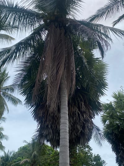 The image shows a view looking up at several palm trees against a cloudy sky. The location is Moo 1, Thailand. The trees have both green and brown fronds. There is a portion of one tree trunk visible, which is gray and textured. Other foliage is visible on the right side of the frame.
