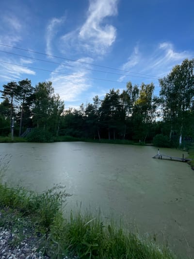 The image depicts a tranquil, overgrown pond scene in sunlight. A dense line of trees forms the backdrop, with tall pines and lighter-barked trees intermingled. The pond itself is covered in a thick layer of light green algae, giving it a murky appearance. A small, metal structure, possibly a dock or a ramp, extends partially into the water from the far side. Tall grasses and other wild vegetation grow along the edge of the pond in the foreground, with a scattering of small stones visible on the ground to the right. The sky above is a bright blue with wispy white clouds, suggesting a clear and pleasant day, likely in the late afternoon or early evening given the angle of the sunlight. There are no people or animals visible in the frame. The overall mood is one of natural serenity and a touch of wildness. The scene is likely located in a rural or semi-rural area, given the presence of the pond and dense treeline, consistent with a location like Заречный, Russia.