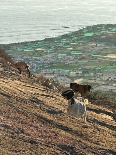 The image depicts a scene on a rocky hillside overlooking agricultural fields and the ocean in Lý Sơn Special Administrative Region, Vietnam. Several goats are visible in the foreground and mid-ground. One goat, predominantly white with black markings on its head, stands facing the viewer on the rocky slope. Behind it, a brown goat with horns is also present. Further down the slope, two lighter-colored goats are resting. In the background, the landscape transitions to patchwork fields, many covered with green netting, and beyond that, the ocean stretches to the horizon. The lighting suggests it is either early morning or late afternoon, casting long shadows.