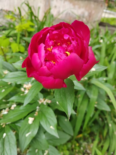 A close-up, outdoor, eye-level shot showcases a vibrant, deep pink peony bloom in the foreground. The flower's petals are tightly furled at the center, with delicate yellow stamens peeking through. The peony is surrounded by lush, green foliage, with some faded white petals scattered amongst the leaves. The background is softly blurred, revealing hints of more green vegetation and a light-colored, textured surface, possibly a wall or building. There are no people or animals visible in the image. The setting appears to be a garden or natural outdoor space. The image quality is sharp in the foreground, with a shallow depth of field creating a bokeh effect in the background. The lighting suggests an overcast or diffused daylight condition, as there are no harsh shadows. The overall impression is one of natural beauty and tranquility. No specific details in the image suggest the location is Nakhodka, Russia.