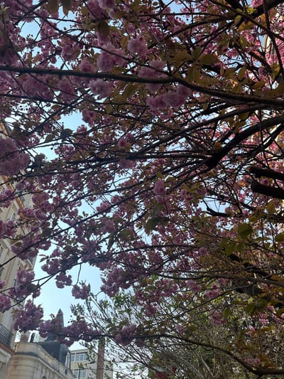 The image depicts an upward view into the dense canopy of a blossoming tree, located in Asnières-sur-Seine, France. The foreground is dominated by clusters of vibrant pink flowers and emergent green leaves, belonging to what appears to be a cherry blossom tree, intertwined with dark branches against a clear, light blue sky. Through gaps in the foliage on the left, sections of urban architecture are visible. This includes a multi-story, light-colored building featuring several windows and dark, ornate balconies. Below it, a structure with a curved, pale facade and a dark roof element is present. Further into the background, additional building facades with rectangular windows and bare tree branches can be discerned. No individuals or specific actions are depicted. The scene is illuminated by natural daylight.