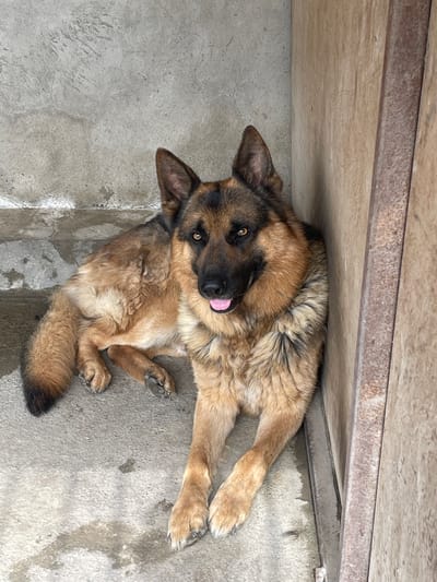 A German Shepherd dog is lying down on concrete steps next to a wooden structure. The dog is facing forward with its head turned slightly to the left, its mouth open and tongue visible. Its fur is primarily brown and black, with some lighter tan coloration on its chest and legs. The background consists of rough concrete stairs and a wooden wall. There are no people visible in the image. The scene appears to be an outdoor area, possibly a back alley or a utilitarian space within Baku City, Azerbaijan.